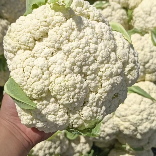 兰州精品散花 净菜 下锅菜
