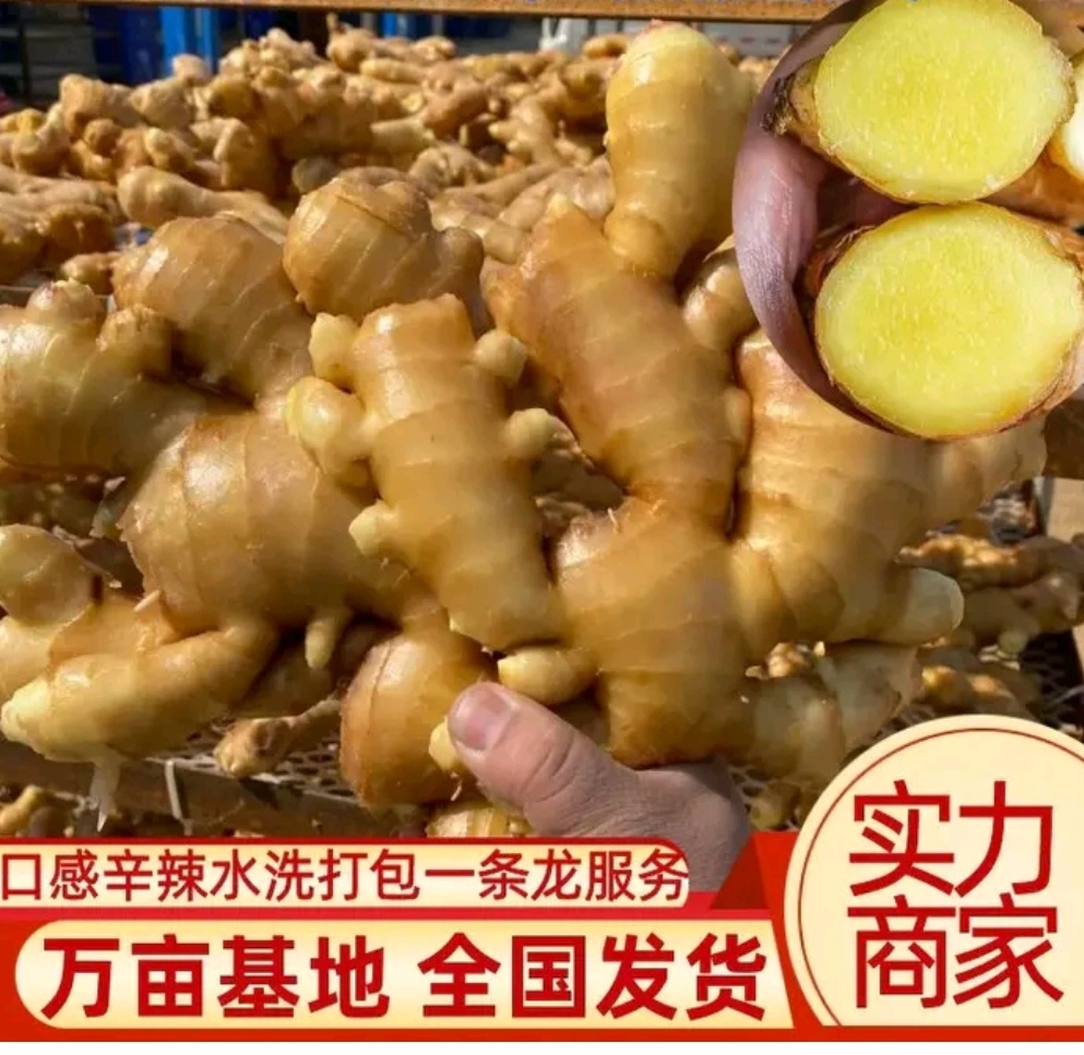 沂水县常年供应大黄姜 小黄姜 鲜姜 姜母 姜巴 产地批发，一手货源