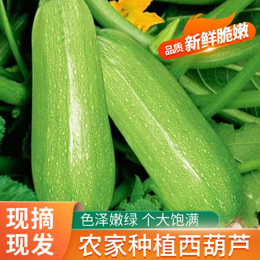 岐山县[一件代发]新鲜绿皮西葫芦三月瓜茭瓜绿色蔬菜西葫芦瓜基地直发