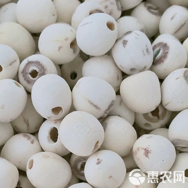 湘潭2023新莲，厂家直供去芯带芯白莲子，粉糯香甜，品质保证