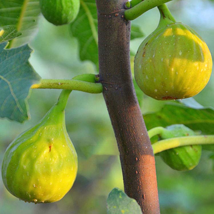 芭劳奈无花果苗 口感糯 极丰产 好养活 南北方均可种植