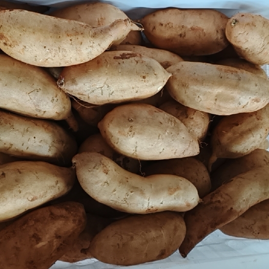 云南红薯高原蜜薯建水红土灰薯