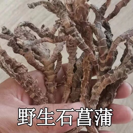 兴仁市石菖蒲 九节菖蒲天然晒干无硫 非人工培植2022年当季新货