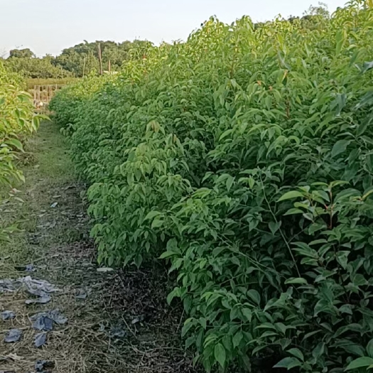 普宁市1.5米高香樟袋苗
