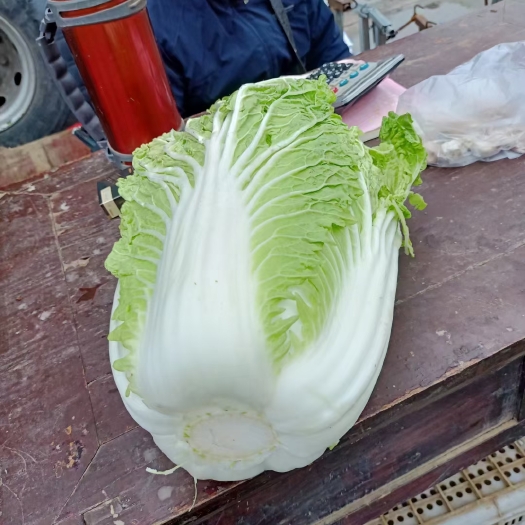 邯郸夏阳白              大白菜