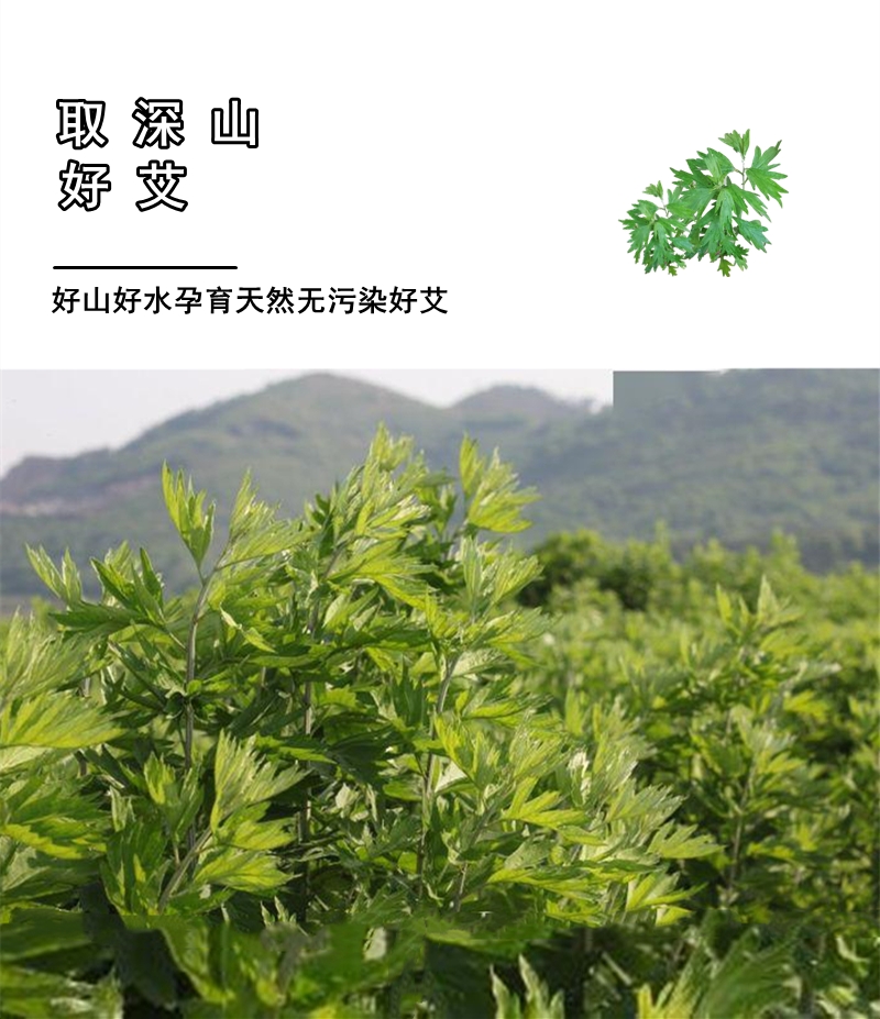 艾草苗艾葉是一種純陽藥，使用泡腳、熏蒸、艾條，艾絨，