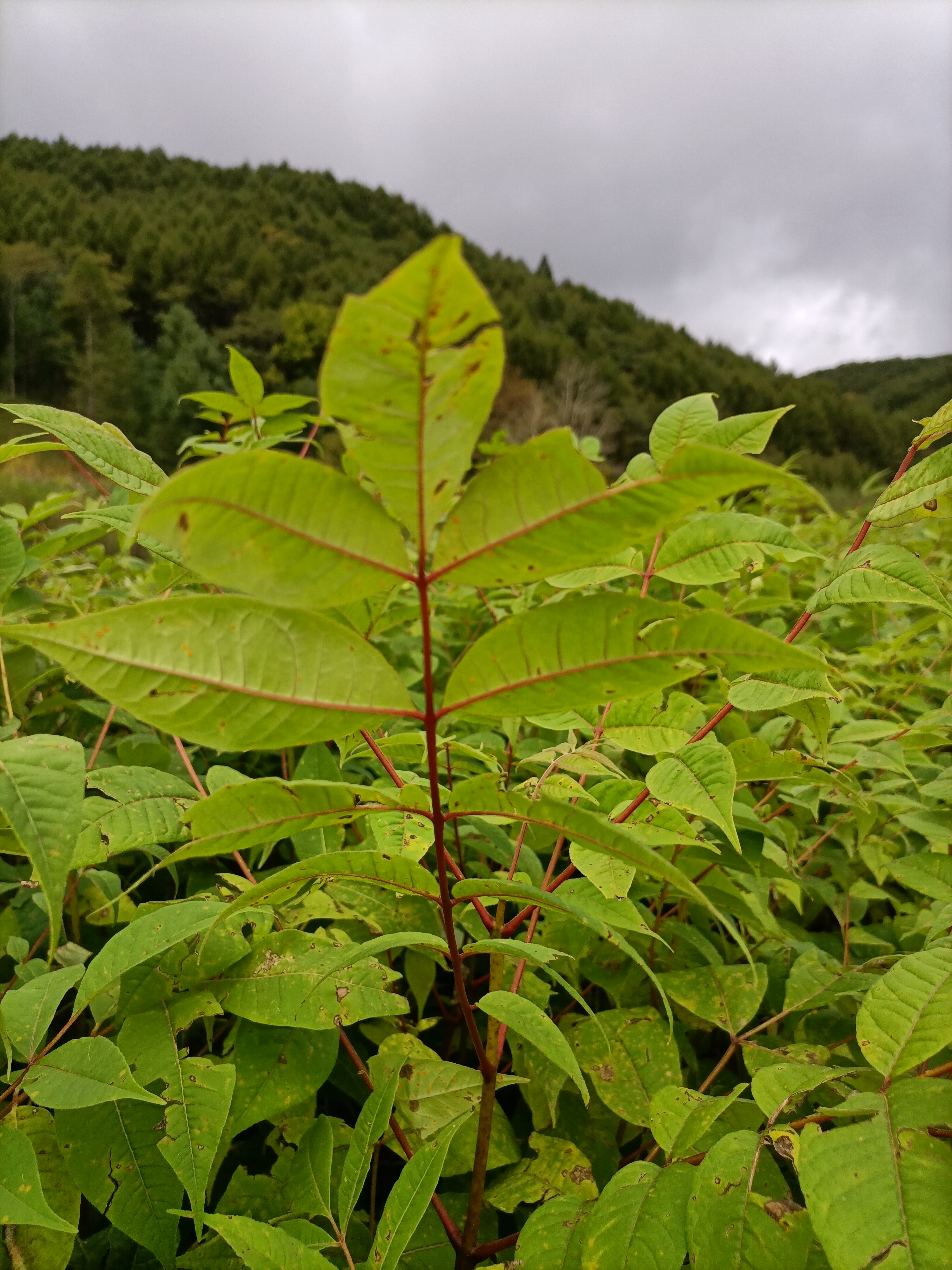 黃柏苗，一年生關黃柏樹苗