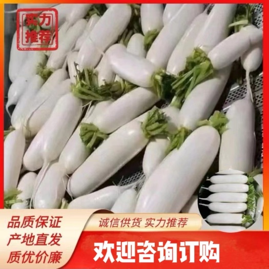 湖北白蘿卜（三排，四排，五排）