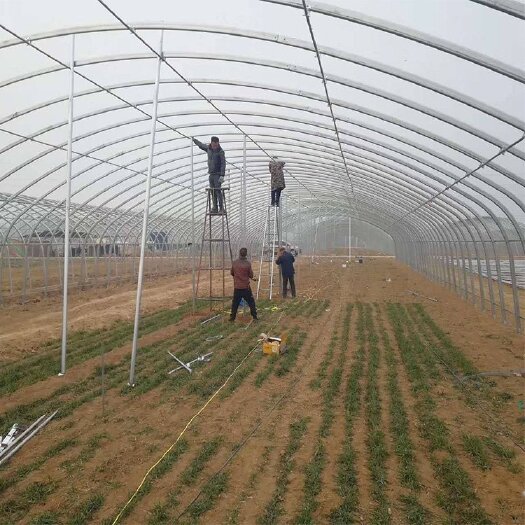 天津塑料冷棚博利农业定制钢架大棚水果蔬菜种植棚