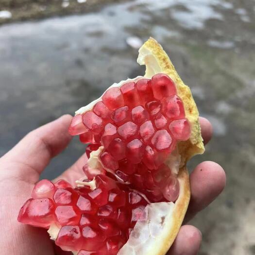 南宁榨汁禄子石，榴硬籽石榴，蒙自石榴