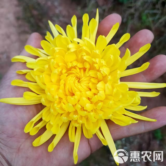 金丝皇菊，菊花茶，产地直销，价格优惠