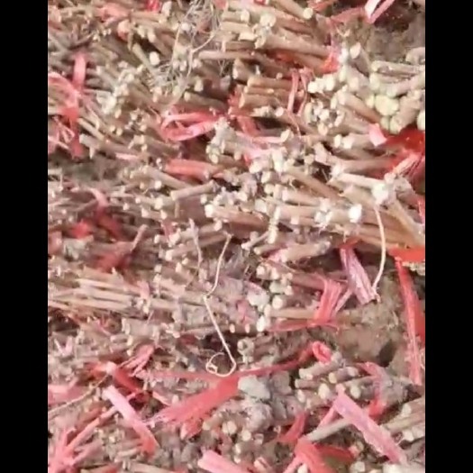 绥中县阳光玫瑰贝达嫁接一年苗