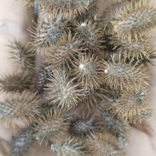 长葛市苍耳子，质量有保证，特别干净。