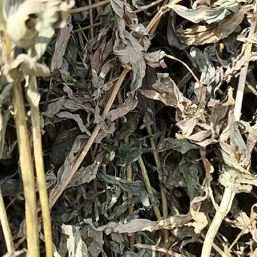 虞城县佩兰  饮片 个子 纯青
