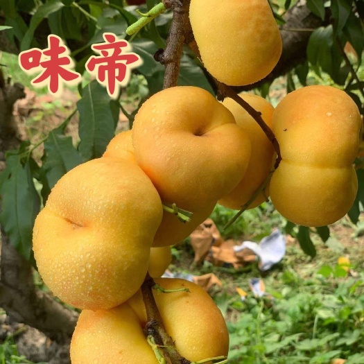 武陟县中油蟠味帝（味帝）～8月上中旬成熟