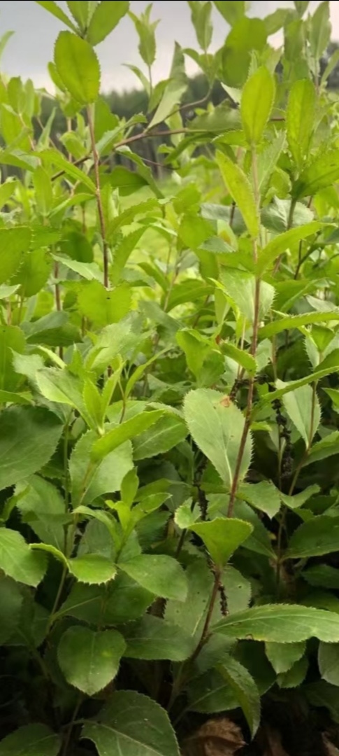 凤城市苍术种苗      凤城本地条形朱砂点苍术二年苗