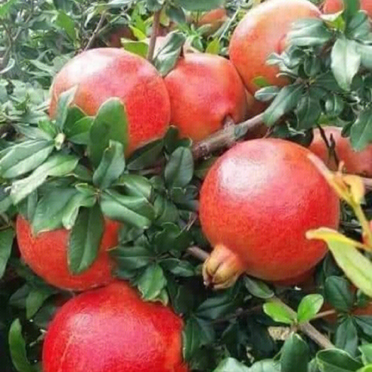 平邑县沂蒙红石榴苗   根系发达丰产性好现挖现发