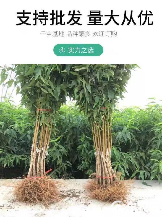 黄金蜜4号（凹顶）～9月中旬成熟