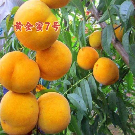 武陟县黄金蜜7号～6月上旬成熟