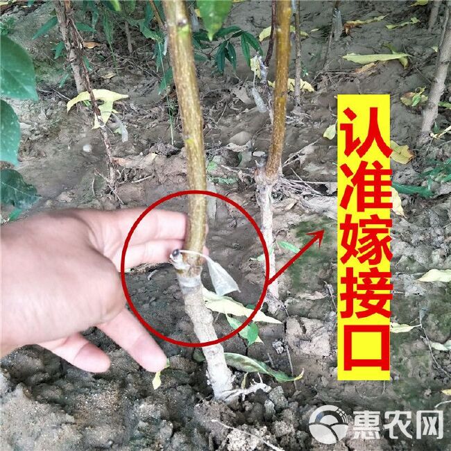 黄金蜜4号（凹顶）～9月中旬成熟