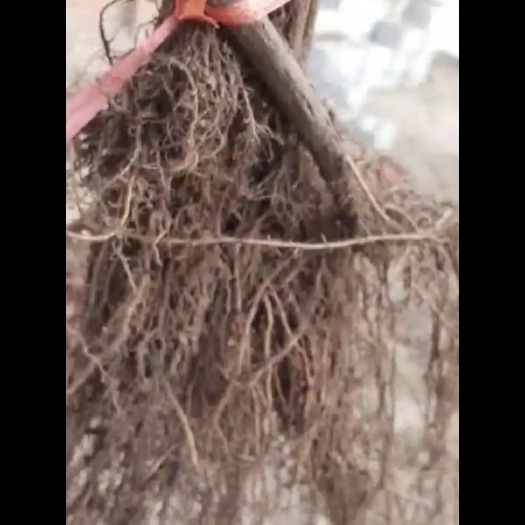 绥中县阳光玫瑰葡萄苗