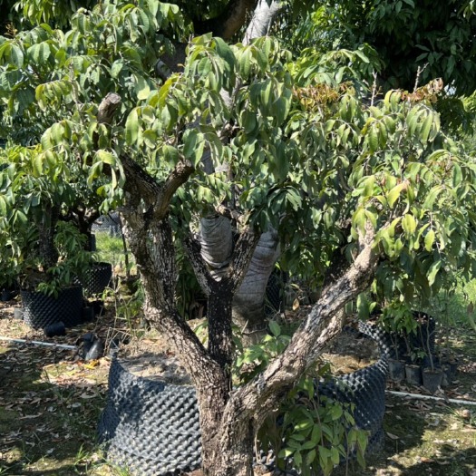 石硖龙眼果树庭院户外种植非地苗