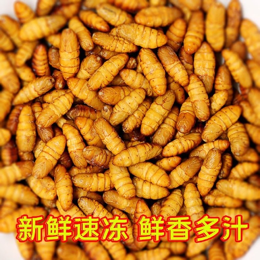山东蚕蛹冰鲜金丝蛹批发新鲜蚕蛹即食高蛋白茧蛹