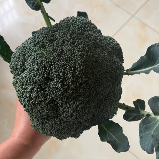 五莲县耐寒优秀西兰花，精品量大