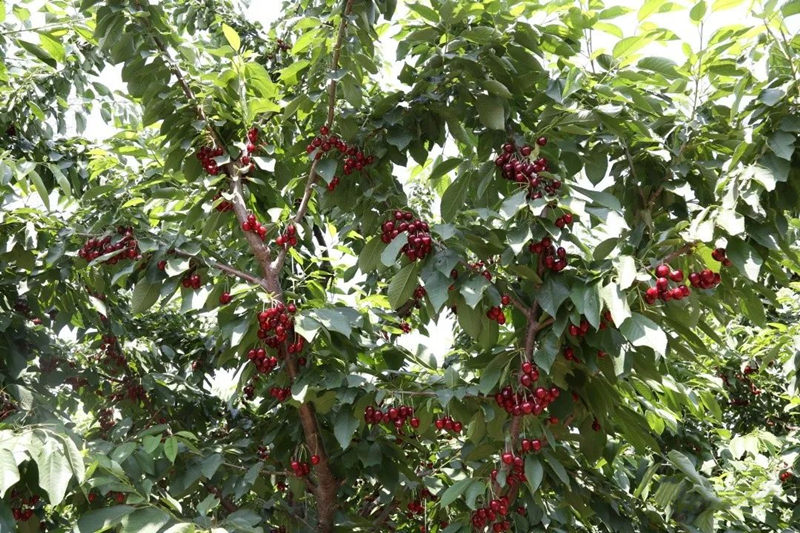 山東煙臺大櫻桃樹苗種植培育基地大量供應蜜露、蜜泉、卡門大櫻桃