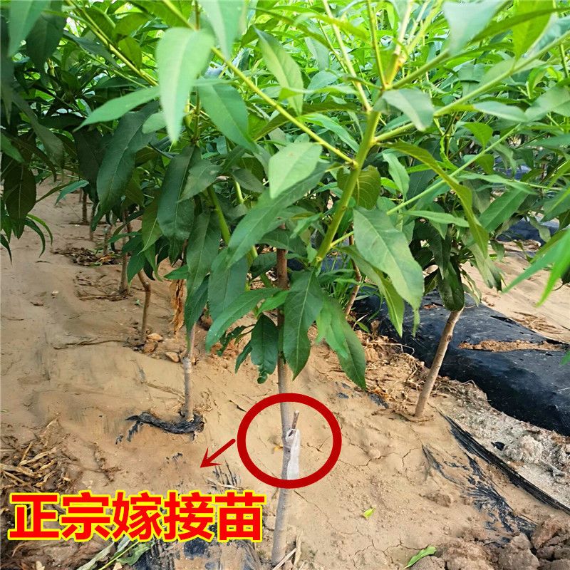 黄金蜜4号（凹顶）～9月中旬成熟