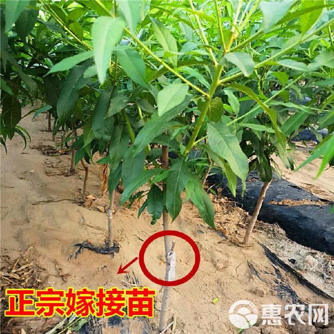 黄金蜜4号（凹顶）～9月中旬成熟