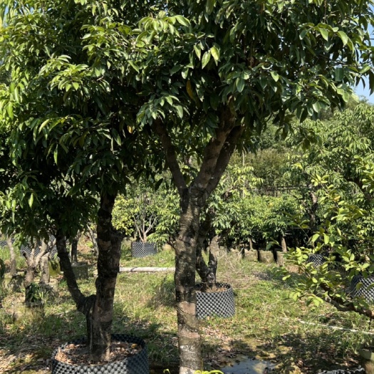 惠州桂味荔枝果树嫁接大树庭院工业园绿化果树
