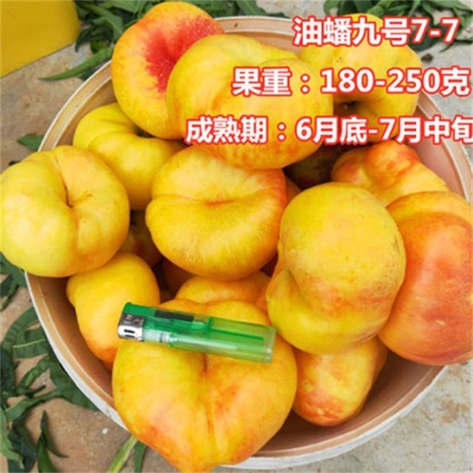 武陟县中油蟠9（油蟠7-7）～6月底成熟