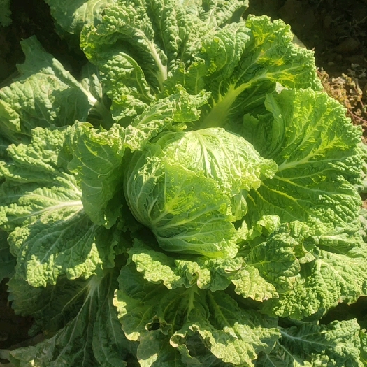 兴城市自己种的大白菜