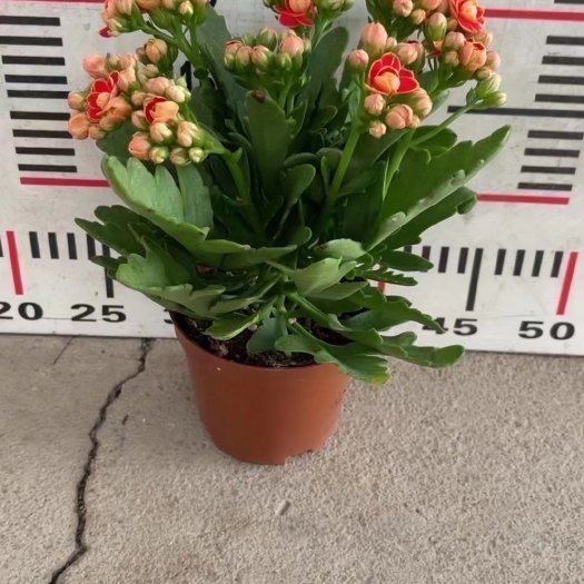广州A级金狐狸长寿花