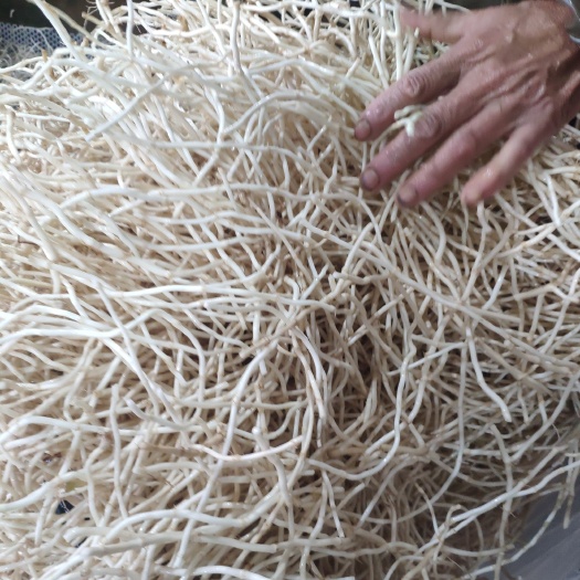 当阳市鱼腥草根  湖北当阳鱼腥草 折耳根大量上市  基地直供 可视