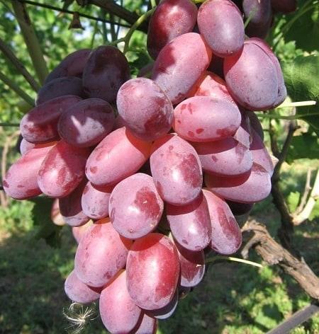 里扎马特葡萄苗，颗粒大，特别甜，耐储运