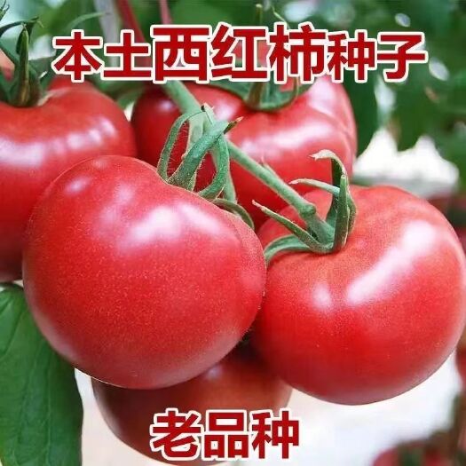 大番茄种子超甜超大红果大西红柿种子批发高温蔬菜瓜果种籽