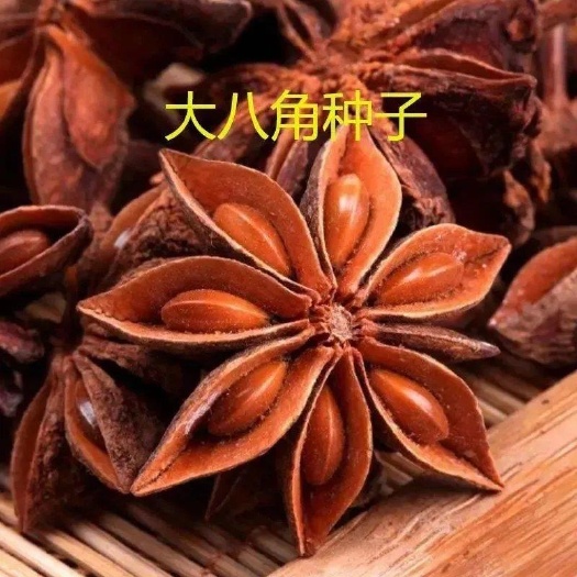 藤县八角种子 广西八角茴香种子 粒粒饱满，均匀发芽率超高