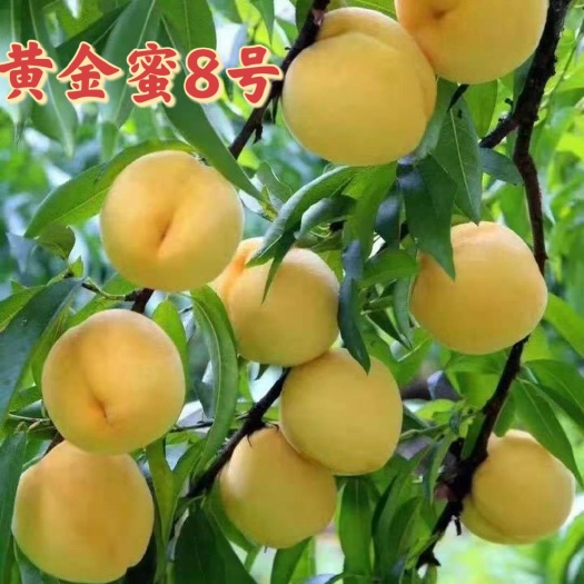 武陟县黄金蜜8号～7月上旬成熟