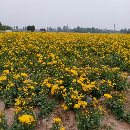 南乐县出售金丝皇菊，陶菊，九月菊