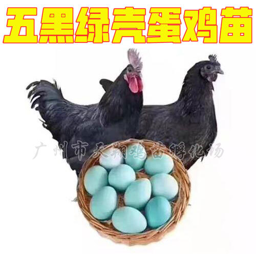 五黑绿壳蛋鸡苗 五黑一绿公母苗都有 一千只起发