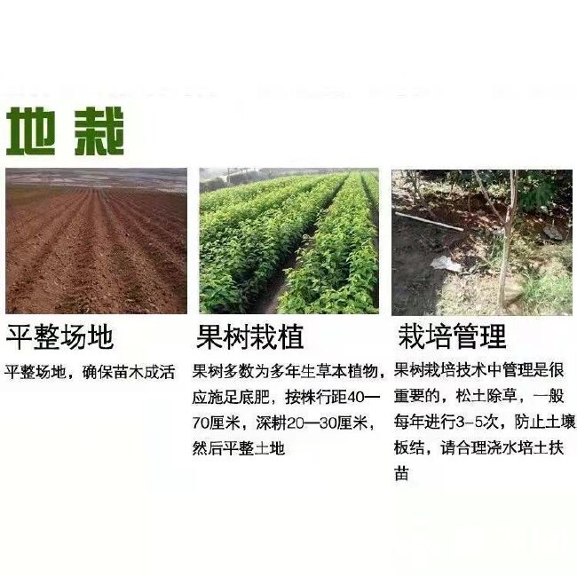 黄金蜜4号（凹顶）～9月中旬成熟