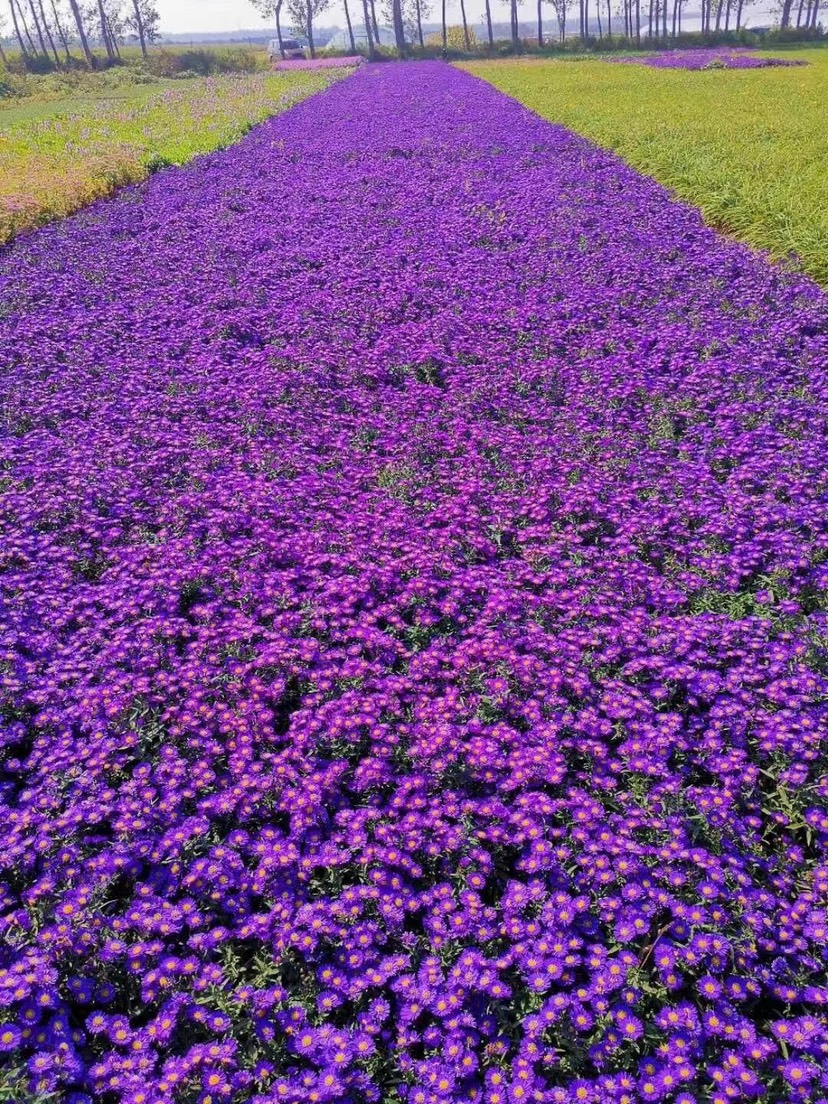 草花