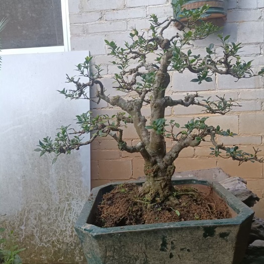 容县四季榄叶栀子花