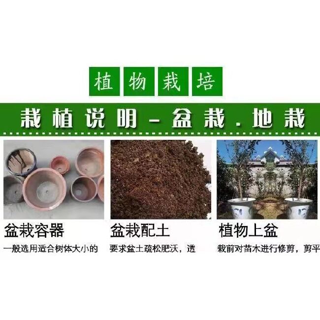 黄金蜜4号（凹顶）～9月中旬成熟