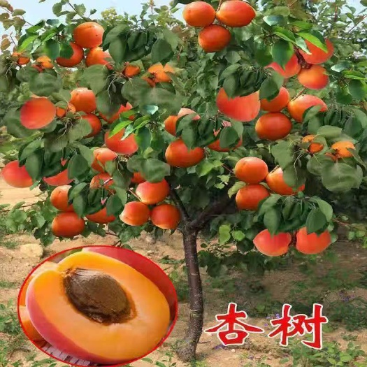 武陟县凯特杏苗～6月初成熟