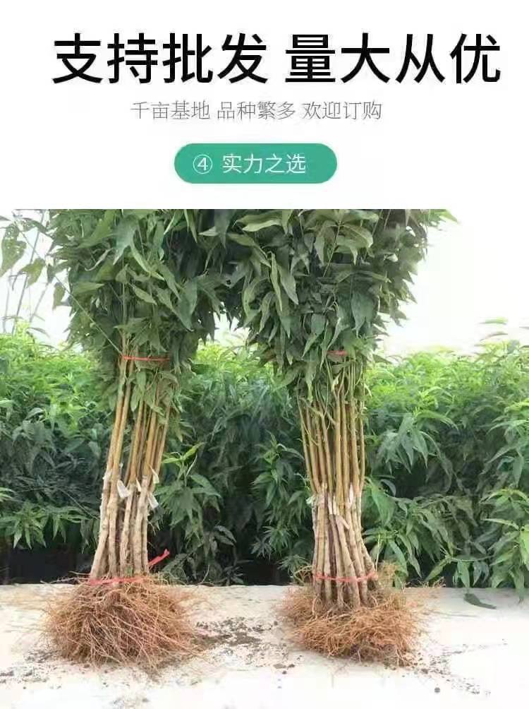 中油蟠15～8月上中旬成熟