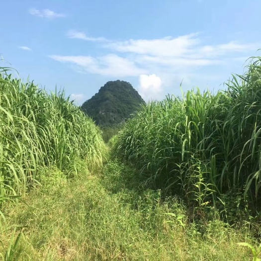 始兴县钎源高肽植物鲜料