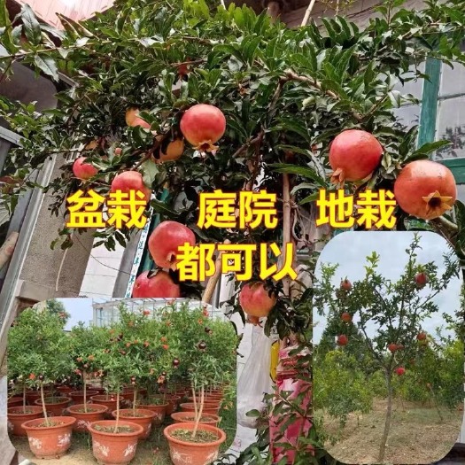 平邑县以色列黑籽石榴苗   根系发达丰产性好现挖现发